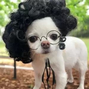 강아지머리띠 Jpar 시선강탈 마이콜 뽀글머리 강아지 가발