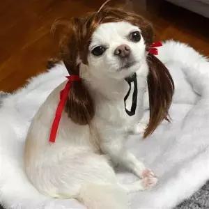 강아지양갈래 강아지액세서리 강아지가발 고양이공주머리