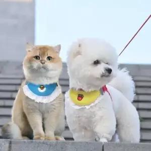 [반려] 목도리 하네스 리드줄 턱받이 가슴줄 외출용품 산책줄 목줄