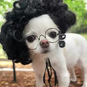 강아지뽀글머리 고양이가발 강아지사진소품 고양이모자