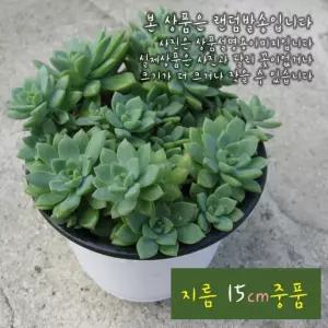 그린에메랄드 지름 15cm 중품 다육화분 (좋은흙만 사용한 건강한식물)