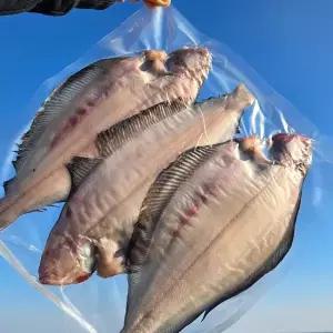 영덕/감포 동해 왕특대 반건조 물가자미 4미/28cm이상