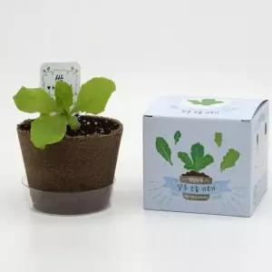 식물키우기 뿌리관찰 야채 채소 키우기