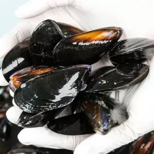 남해 홍합 4kg 280-320미 다듬이홍합 생홍합 통영홍합 여수홍합 진동홍합 세척홍합 지중해담치 지중해홍합