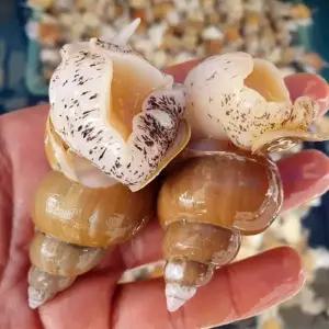 포항 백고동 1kg 60-70미 소소 활백고동 자연산백고동 포항 백 골뱅이 생골뱅이 백고둥 생물골뱅이