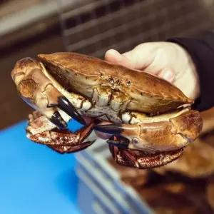 칠레산 자숙 브라운 크랩 1kg 1마리 마몰라크랩 던지니스크랩 수입게 냉동게 수입 꽃게 냉동꽃게 급냉꽃게