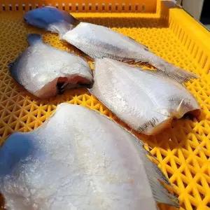 반건조 통영 알 가자미 3-5미 400-500g 통영가자미 자연산 반건조가자미 손질가자미 냉동가자미 말린가자미