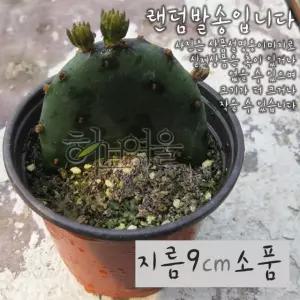 손바닥선인장 9cm 소품화분 천년초 사용) (상토와 부채선인장) (노지월동 지름 마사만