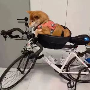 자전거 강아지 안장 보조의자 바구니 라이딩 보조 애완견