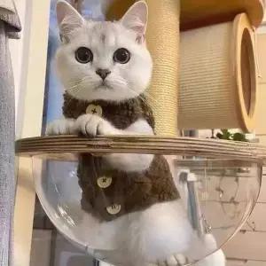 고양이 뽀글이 후리스 조끼 겨울 고양이옷 강아지옷