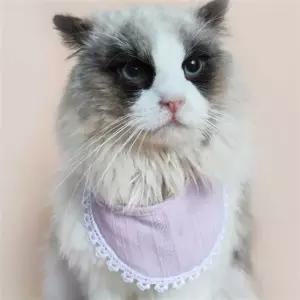 고양이케이프 반려 동물 애견 애묘 턱받이 케이프 액세서리 스카프
