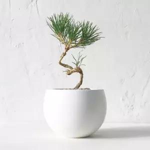 리트리 스토어 해송 소나무분재 고급 승진 영전 취임 축하 나무 사무실 화분 미니 루나