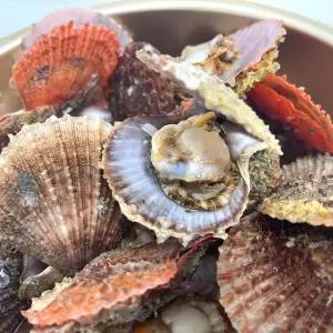 제철 별미 비단가리비 1kg