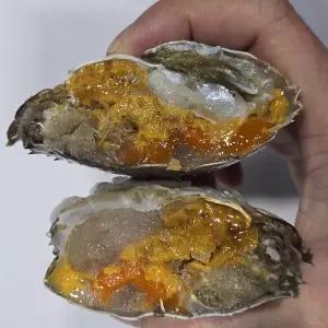 연평도 꽃게 1kg 국내산 알배기 급랭 냉동 암꽃게 몽당꽃게