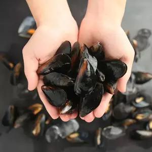 꽉 찬 속 신선한 손실 홍합 3/5/10kg