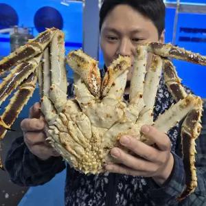 자숙 대게 러시아 블루킹크랩 1kg 1미