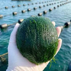 국내산 특품 급냉 매생이 완도매생이