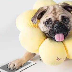 강아지발도장 스탬프 애견 고양이 발바닥 반려견 동물 찍기 반려묘 기념 발바닥도장vwx601