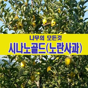 [나무의모든것]시나노골드(황금사과) 묘목 이중접목/골든볼(여름사과)이중접목묘