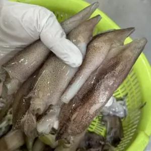 소분 한치 3kg 총알 포장 냉동 설날 명절