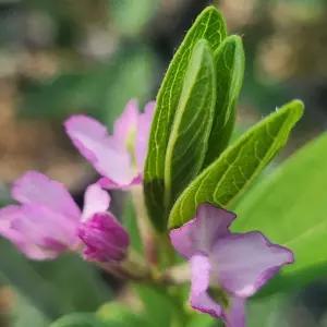 팥꽃나무 다년생 향기나는식물 봄꽃 분홍꽃식물 관엽 상록식물 B02