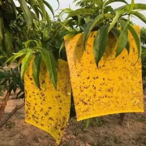 화분 벌레 원예 끈끈이 화초 사각트랩 뿌리파리끈끈이 파리왕끈끈이