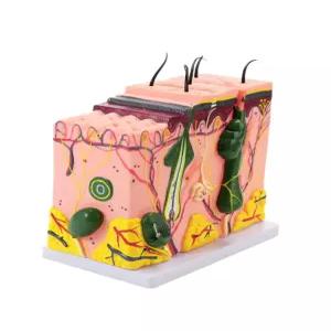 피부 단면도 모형 배율 두피 구조 해부학 교육 수술