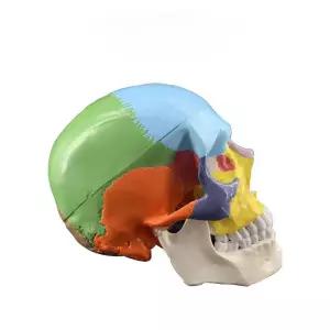 해부학적 두개골모형 인체사이즈 얼굴 내추럴 경추 컬러풀