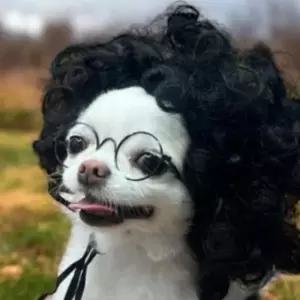 [반려] 강아지 인형 머리 장식 사진용 미용 소품 애완견 웨이브 스타일