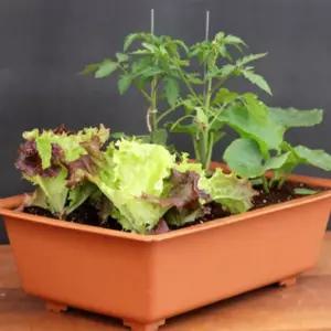 [이지커머스]미니당근 오이 방울토마토 베란다텃밭화분 오이키우기 방울토마토키우기 당근키우기 당근재배