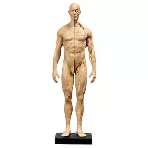 전신근육모형 해부학 미술 인체근육모형