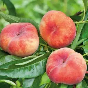 납작복숭아 거반도 묘목 접목1년생 소묘 대과종 납작 복숭아나무 노지월동 정원과일나무 (목하원예조경)