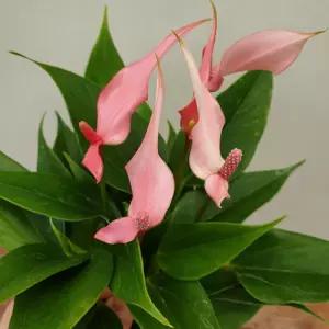 소나무길 새의 깃털을 닮은 카라 안시리움 선물 실내장식 2562