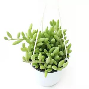 세네시오라디칸스 바나나선인장