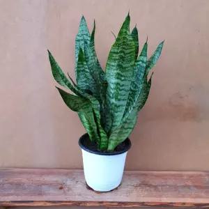 [소나무길 ] 빵빵한 타이거 산세베리아 120