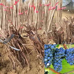 포도나무 묘목 (켐벨) 특묘 삽목1년생 캠벨포도 