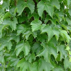 순희농장 토종 담쟁이덩굴 모종 야생화 넝쿨식물 20포트