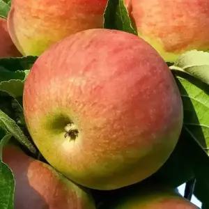 [충북농원] 아리수 사과나무 묘목 - M26/이중접목묘