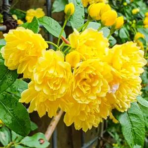 노랑 목향장미 15cm화분 정원수 덩굴장미