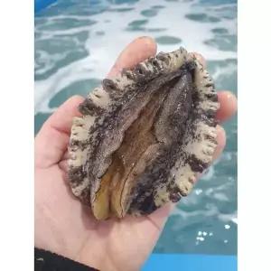 가람 완도산 활전복 대사이즈 9-10미 1kg