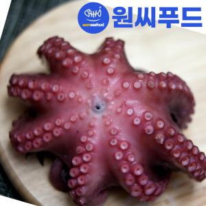 냉동 자숙문어 1마리 1.4kg 1.6kg 자연산 모리타니아 손질 통 참문어 숙회 제수용