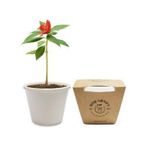 MS 봉선화키우기 친환경화분 허브 식물 씨앗 모종