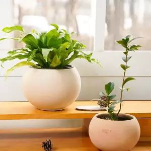 갑조네 앙비까사 도토리 베트남 진주 토분