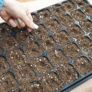 모종용 포트판 원예 고추 씨앗 작물 작목 50구