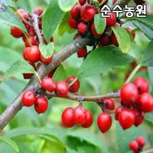 낙상홍나무 묘목 키100cm내외(분) 1개/꽃나무/울타리경계수/관상수