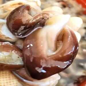 [26년 당일 조업] 여수 검정새조개 400g 두툼하고 쫄깃한 식감 신선함을 그대로