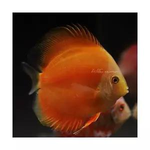 [에이투비]옐로우멜론 디스커스 / 7-10cm 내외 / 1마리