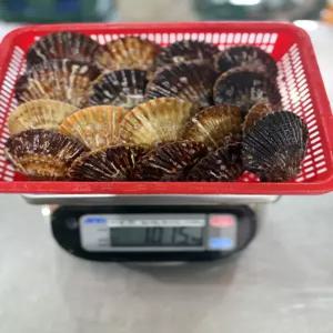 선별 청정지역 흑백가리비 3kg