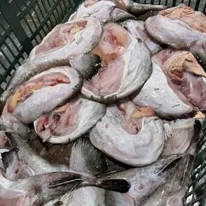 통영 손질 아귀 1kg 1-2미 생물 냉동 아귀 애 통영 아구 찜 냉동 아구 꼬리 아구간 아귀위 아귀꼬리 아귀살