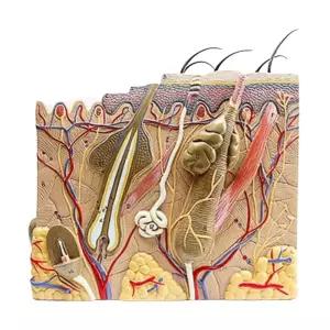 50배율 표피진피 피부조식 확대모형 학습도구 보건교육 인체탐구 수업자료 상담실